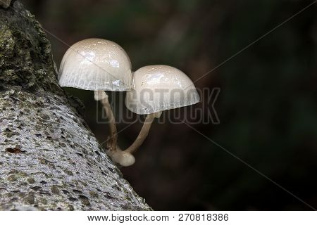 Two Porcelain Fungi Growing On The Bark Of A Tree