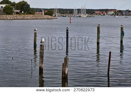 Seagulls On Mooring Poles At The Small Harbour At Graasten, Denmark