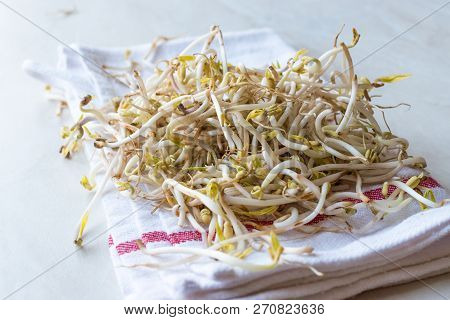 Mungbean / Bean Sprouts Or Soybean