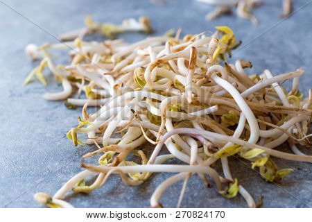Mungbean / Bean Sprouts Or Soybean
