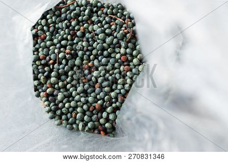 Citlembik / Northern Hackberry Seeds / Terebinth Berry / Celtis Occidentalis