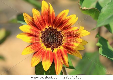 Closed Up Blooming Orange And Yellow Sunflower In The Sunlight