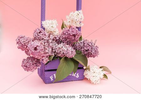 Lilac Flowers Bunch In A Violet Wooden Basket Over Pink Background. Beautiful Violet Lilac Flower St
