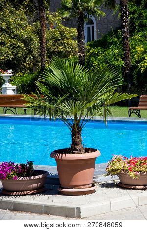 View Of A Palm Tree In A Bucket Near The Pool, In The Botanical Garden In Nikita In The Crimea