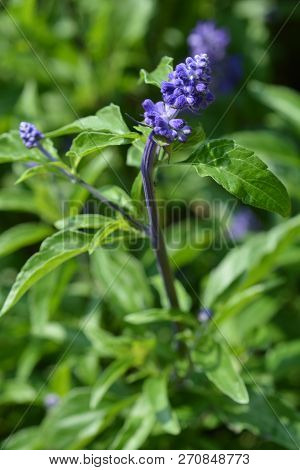 Mealy Cup Sage - Latin Name - Salvia Farinacea Evolution