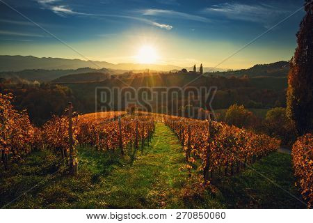 Wineyards Fields, Sunset View From Spicnik Near Maribor.