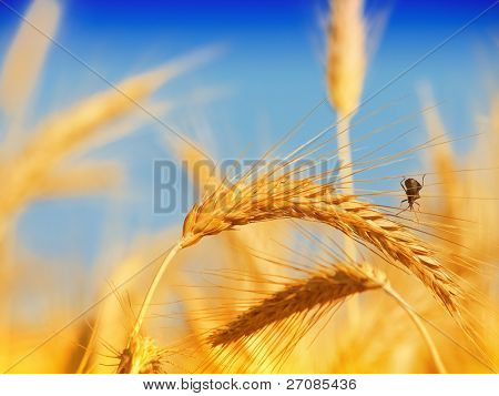Campo di grano