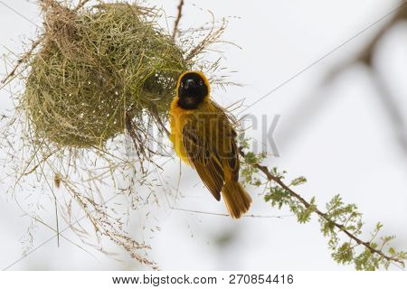 Lesser masked weaver bird weaving its nest on Acacia tree at Serengeti National Park in Tanzania, East Africa (Ploceus intermedius)