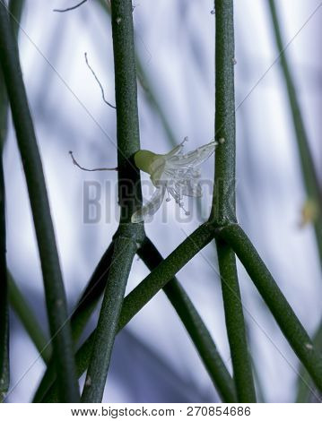 Isolated Cactus Flower Of Rhipsalis Cereuscula Pilocarpa On The White Background