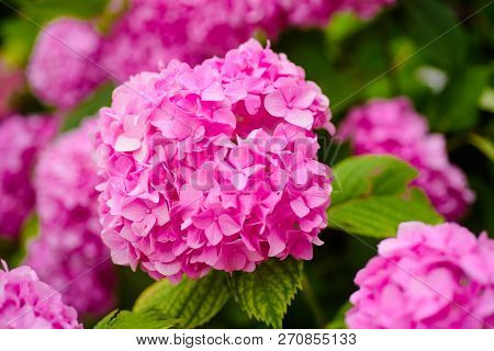 Keeping Your Garden Blooming. Hydrangea Blossom On Sunny Day. Flowering Hortensia Plant. Blossoming 