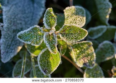 Morning frost on green plants