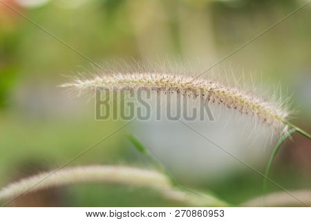 Close Up Desho Grass Or Pennisetum Pedicellatum