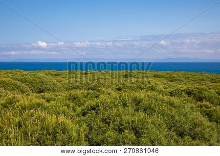 Africa And Strait Of Gibraltar Over Forest From Spain