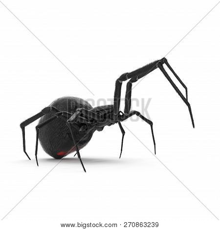 Black Widow Spider 3d Illustration Isolated On White Background