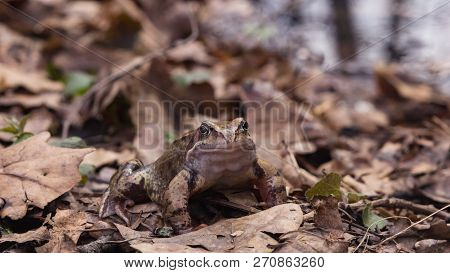 European Grass Frog Or Rana Temporaria Male In Breeding Colors Close-up Portrait, Selective Focus, S