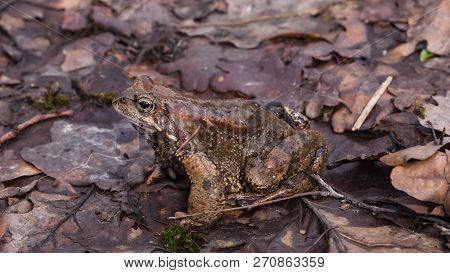 European Grass Frog Or Rana Temporaria Male In Breeding Colors Close-up Portrait, Selective Focus, S