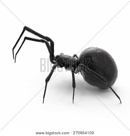 Black Widow Spider 3d Illustration Isolated On White Background