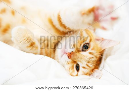 Cute Ginder Cat Basking On The White Bed.