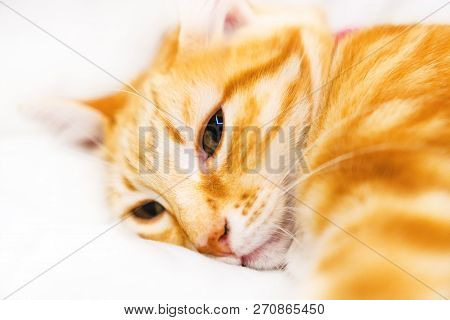 Cute Ginder Cat Basking On The White Bed.