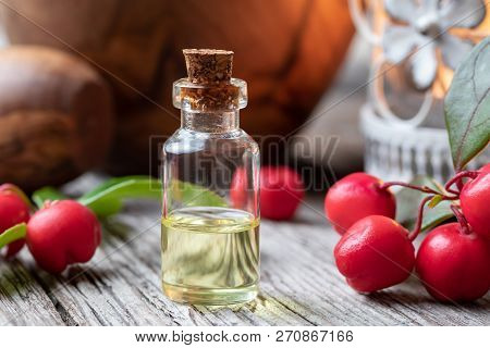 A Bottle Of Essential Oil With Fresh Wintergreen Twigs