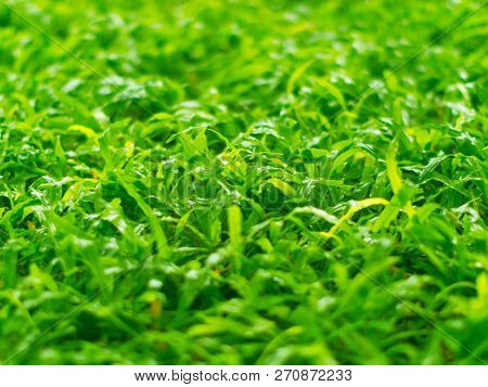 Ground Level View Of Wet Green Grass After The Rain; Selective Focus.