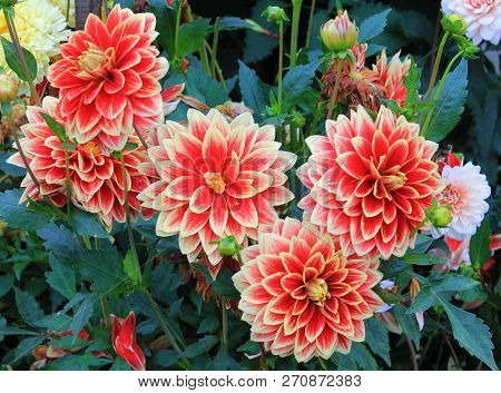 Inflorescence Of Lumen Of Bright Red Is Emblazoned On The Flowerbed.