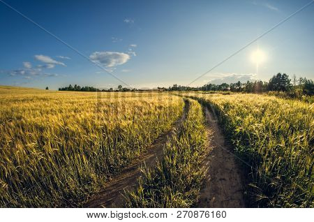 Landscape Dirt Road In A Sowing Field At Sunset