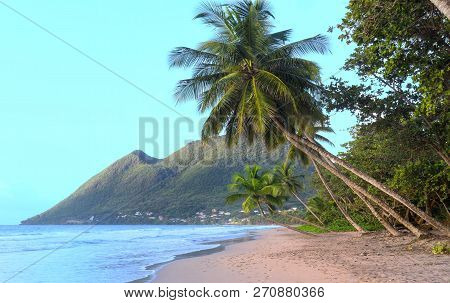 The Palm Trees On Caribbean Beach, Martinique Island.