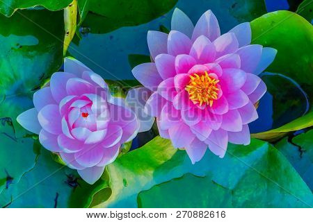 Pink Water Lily Green Lily Pads Perennial Van Dusen Garden Vancouver British Columbia Canada