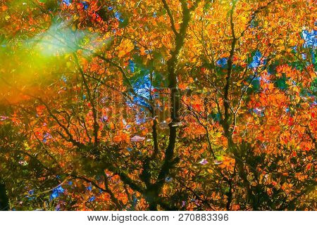 Red Orange Japanese Maple Trees Reflection Abstract Van Dusen Garden Vancouver British Columbia Cana