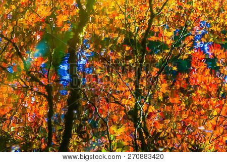 Red Orange Japanese Maple Trees Reflection Abstract Van Dusen Garden Vancouver British Columbia Cana