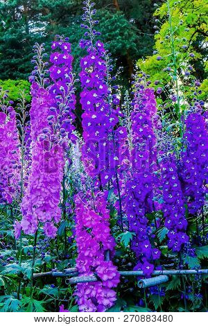 Blue White Purple Delphinium Larkspur Perennial Van Dusen Garden Vancouver British Columbia Canada