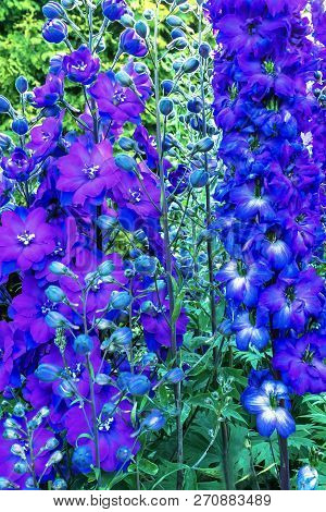 Blue White Delphinium Larkspur Perennial Van Dusen Garden Vancouver British Columbia Canada