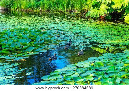 Ducks Green Lily Pads Perennial Van Dusen Garden Vancouver British Columbia Canada