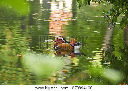 Mandarin Duck. Mandarin Duck Swimming In The Lake. Bird With Bright Multi-colored Feathers. Duck Wit