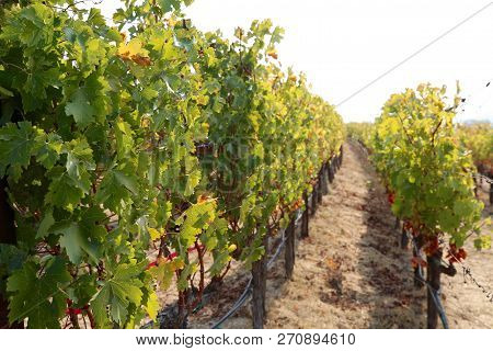 View Of Shaffer Winery In Napa Valley, Ca