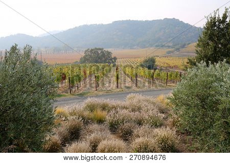 View Of Shaffer Winery In Napa Valley, Ca
