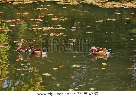 Mandarin Duck. Mandarin Duck Swimming In The Lake. Bird With Bright Multi-colored Feathers. Duck Wit