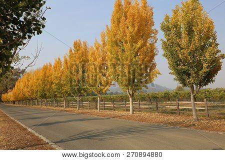 Fall Scenery At The Entrance Of Far Niente Winery In Napa, Ca