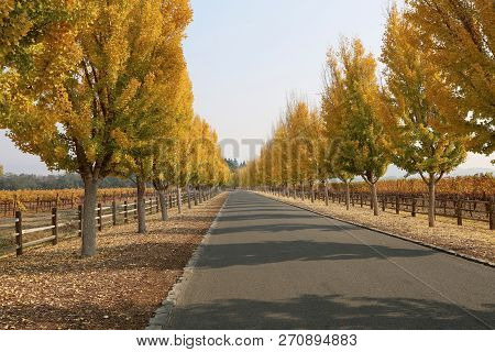 Fall Scenery At The Entrance Of Far Niente Winery In Napa, Ca