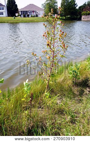 Flowers Transform Into Seed Pods On Halberd-leaved Rose Mallow Plants (hibiscus Laevis) Next To A Sm