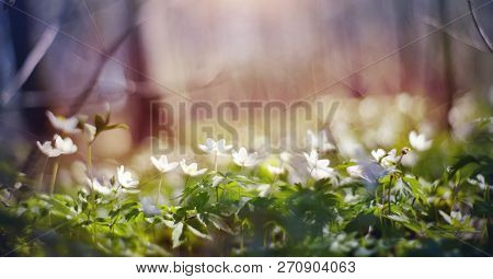 Background With Spring Primroses - White Flowers Of An Anemony