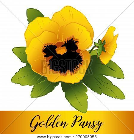 Pansy Flowers, Golden (viola Tricolor Hortensis) Isolated On White Background.