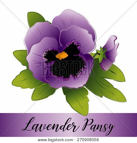 Pansy Flowers, Lavender (viola Tricolor Hortensis) Isolated On White Background.