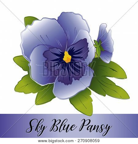 Pansy Flowers, Sky Blue (viola Tricolor Hortensis) Isolated On White Background.