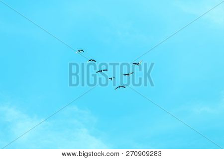 V Formation Of Birds Or Skein In The Blue Sky, Migration To Warmer Climes