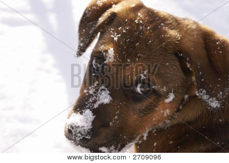 子犬の犬の目