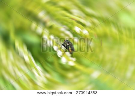 Blur Fly On Green Plant With Rotate Circle Blurred Background / Close Up Green Fly In Nature