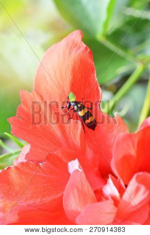 Insect On Red Flower In The Garden / Insect Yellow Black Beetle Bug Eating Plant On Nature Baxkgroun