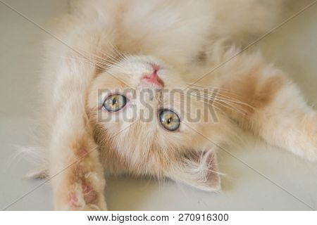 Selective Focus Blue Eyes For Cute Persian Ketten
